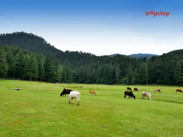 1.3 Khajjiar, Himachal Pradesh