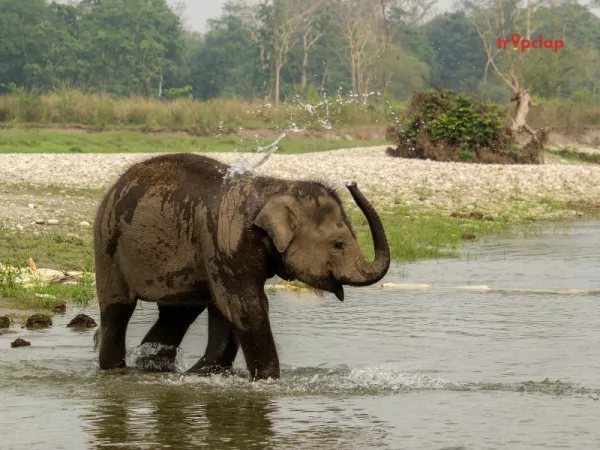 3.4 Gorumara National Park, West Bengal
