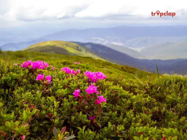 1.1 Chopta, Uttarakhand