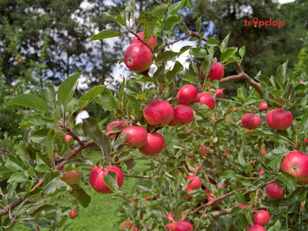 1.2 Pulga, Himachal Pradesh