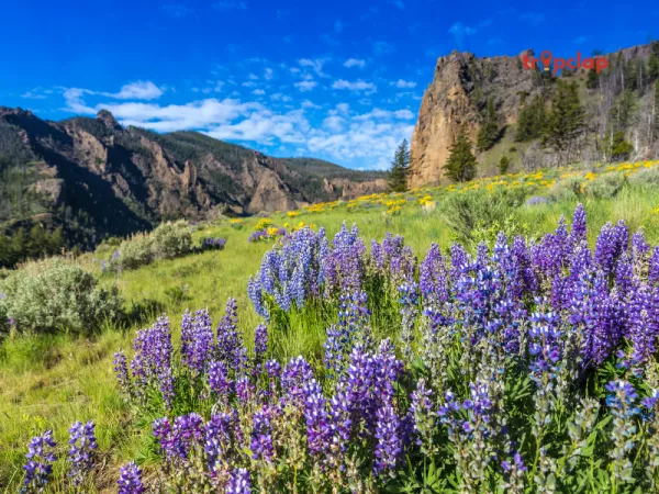 3.4 Namdapha National Park, Arunachal Pradesh