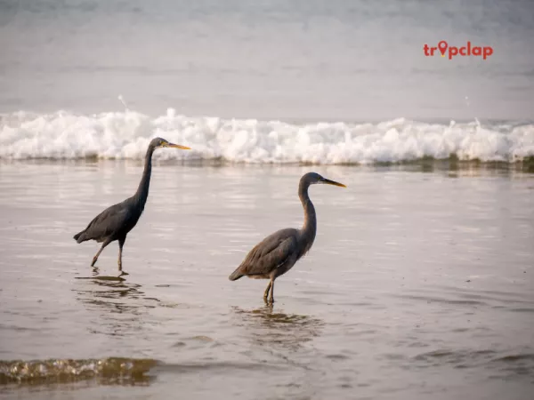 4.5 Tarkarli, Maharashtra