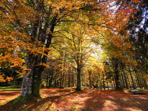 2. Naseem Bagh in Autumn