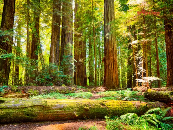 5. Dachigam National Park