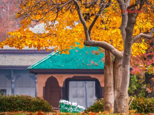 6. Shalimar Bagh in autumn