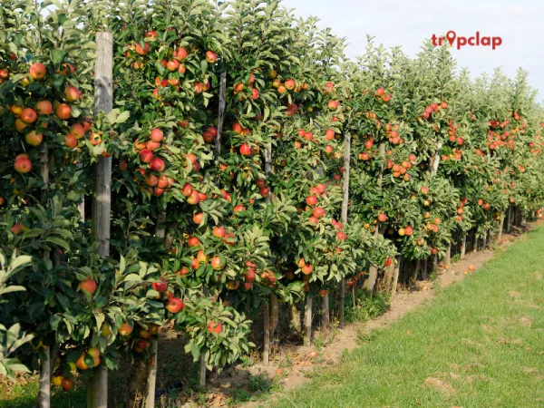 Visit Apple Orchards: