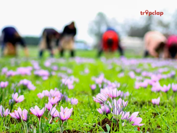 Attend Saffron Harvest in Pampore:
