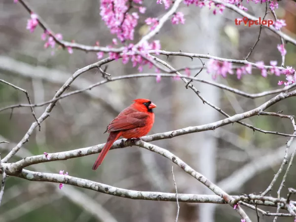 5. Nature Walks and Bird Watching