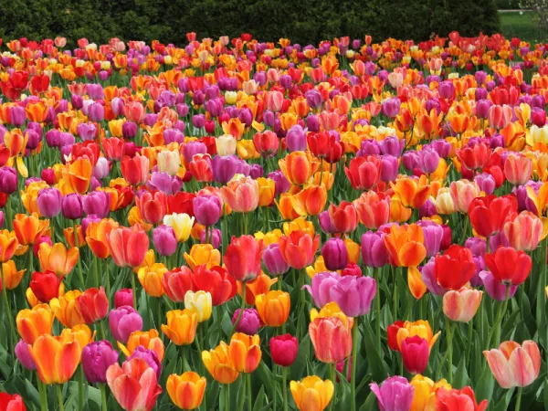 Visit Mughal Gardens in Spring in srinagar