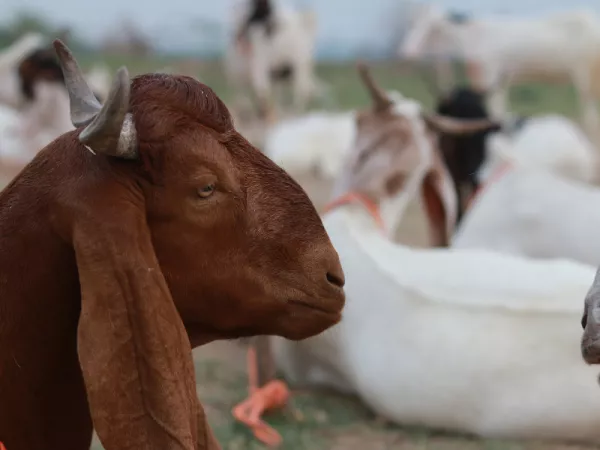 1.2 id-ul-Azha (Bakra Eid)