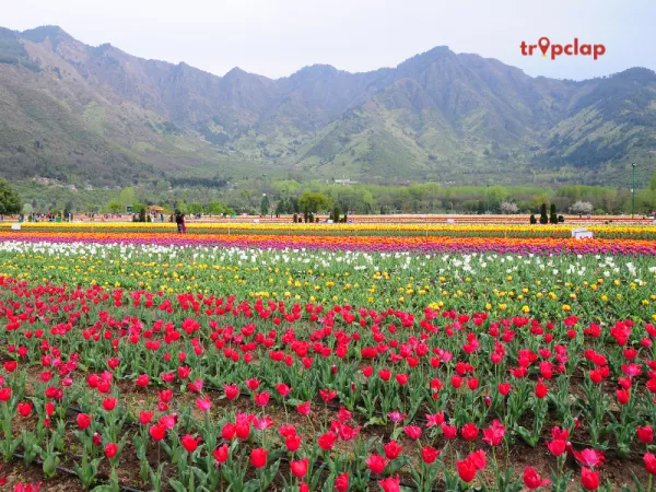 Details of Tulip Festival Kashmir 2025: