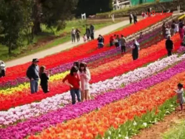 History Of Tulip Festival Kashmir