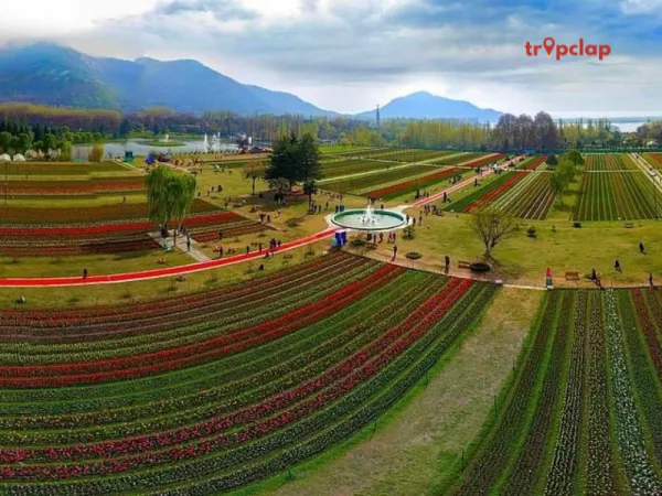 About The Tulip Garden Srinagar, Kashmir