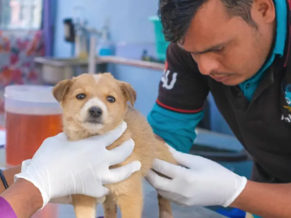 12. Animal Aid Unlimited 