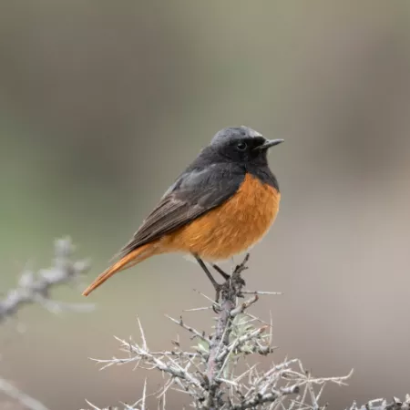 1.1 Kashmir Flycatcher - Ficedula subrubra