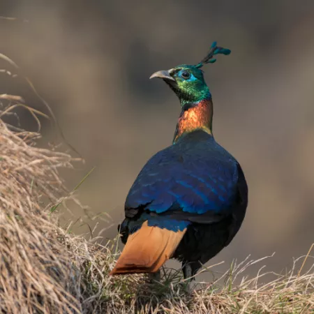 1.2 Himalayan Monal - Lophophorus impejanus