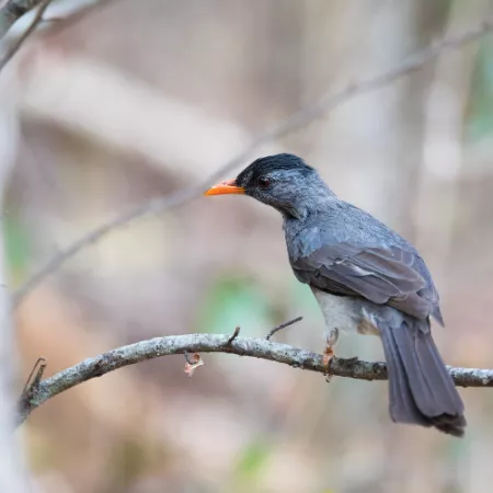 1.3 Black Bulbul - Hypsipetes leucocephalus
