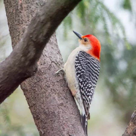 1.4 Rufous-bellied Woodpecker - Dendrocopos hyperythrus