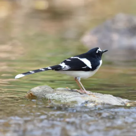 1.11 Spotted Forktail - Enicurus maculatus