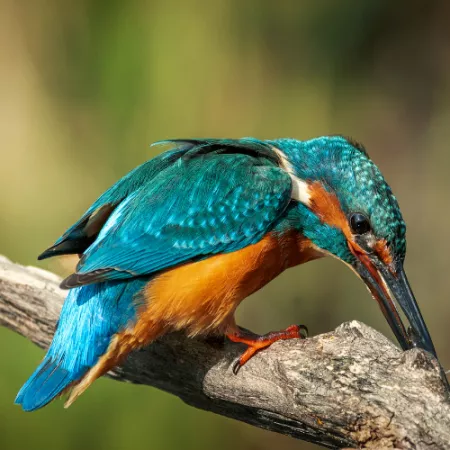 1.15 Common Kingfisher - Alcedo atthis