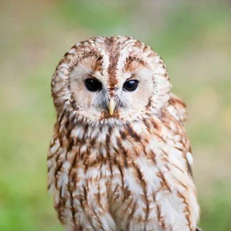 1.17 Tawny Owl - Strix aluco