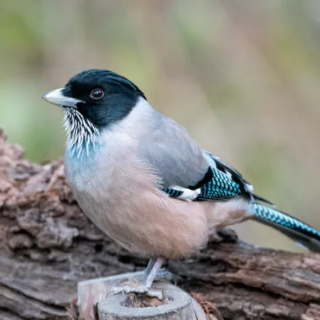 1.19 Black-headed Jay - Garrulus lanceolatus