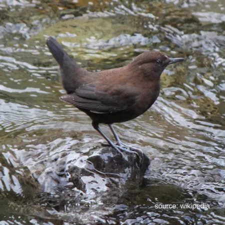1.20 Brown Dipper - Cinclus pallasii