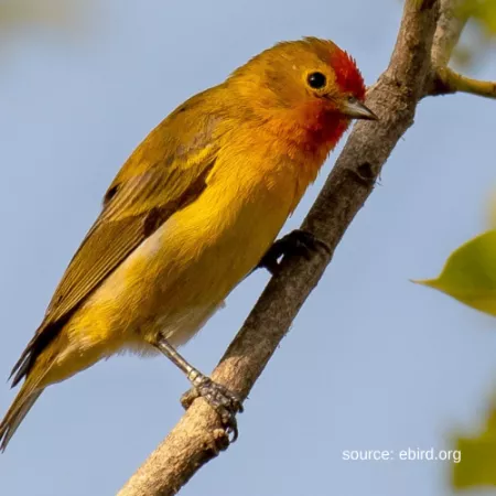 1.21 Fire-capped Tit - Cephalopyrus flammiceps