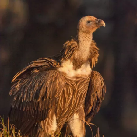 1.22 Himalayan Vulture - Gyps himalayensis