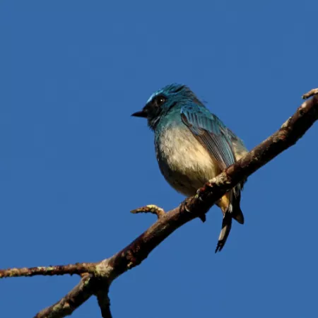 1.23 Rufous-vented Tit - Periparus rubidiventris