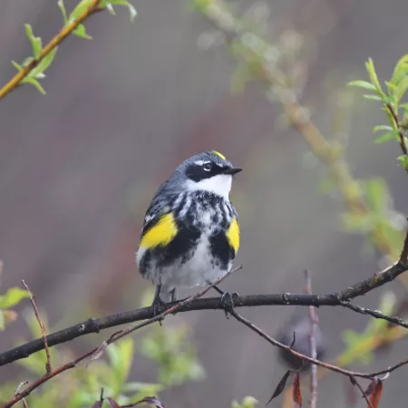 1.24 Yellow-rumped Honeyguide - Indicator xanthonotus