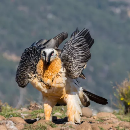 1.25 Lammergeier - Gypaetus barbatus