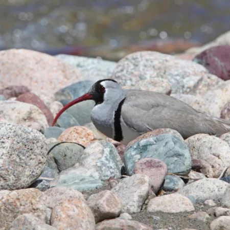 2.1 Ibisbill - Ibidorhynchus struthersii