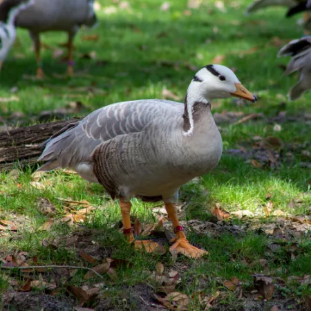 2.2 Bar-headed Goose - Anser indicus