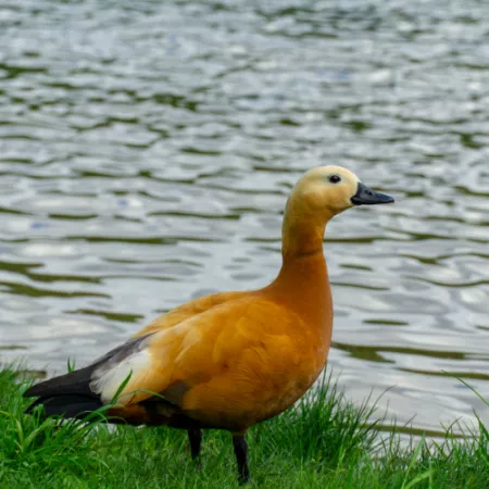 2.3 Ruddy Shelduck - Tadorna ferruginea