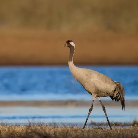 2.9 Common Crane - Grus grus