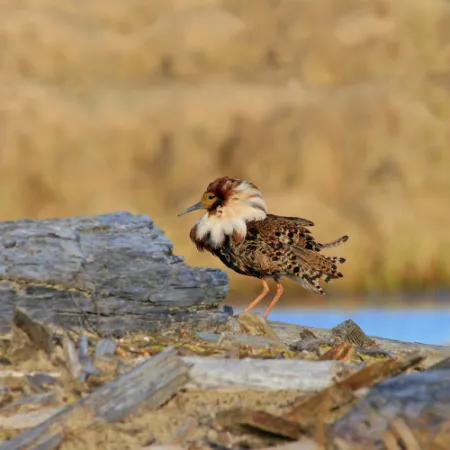 2.10 Ruff - Philomachus pugnax