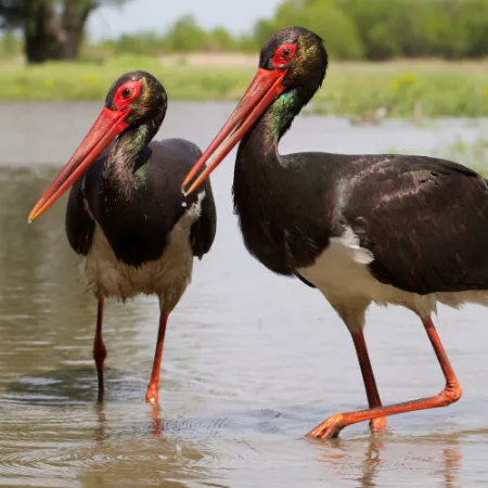 2.11 Black Stork - Ciconia nigra