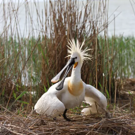 2.13 Eurasian Spoonbill - Platalea leucorodia