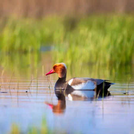 2.16 Red-crested Pochard - Netta rufina