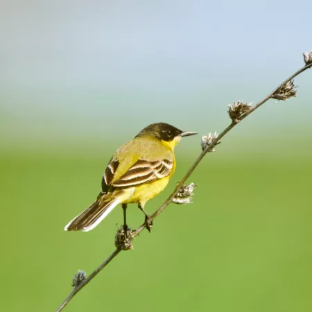 2.21 Western Yellow Wagtail - Motacilla flava
