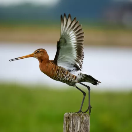 2.23 Black-tailed Godwit - Limosa limosa