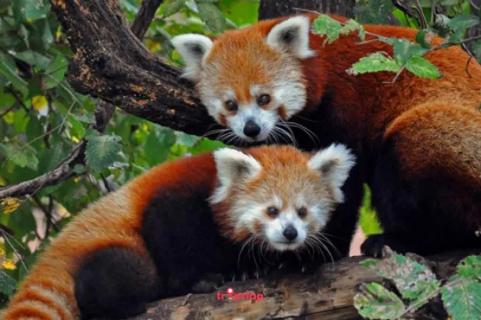 8. Nokrek National Park