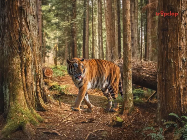 11. Bannerghatta Biological Park