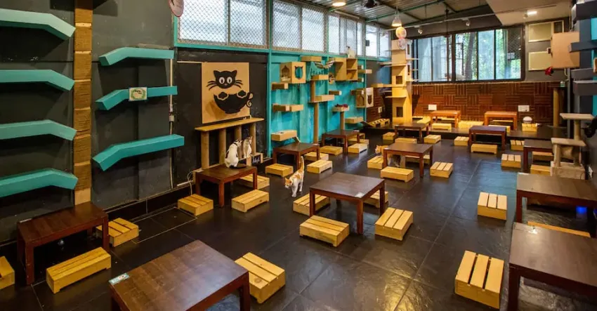 3. Cat Café Studio
