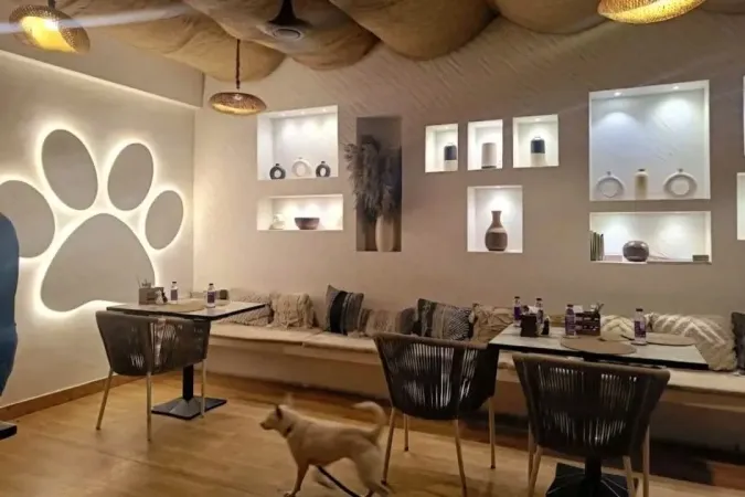 1. The Pet Cafe, Pune