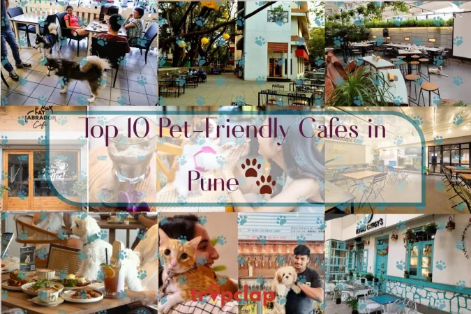 Top 10 Pet-Friendly Cafes in Pune