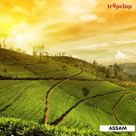 1.3 Assam