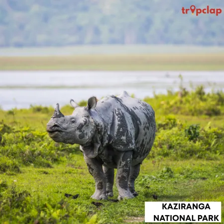 1.10 Kaziranga National Park