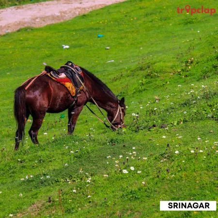 3.8 Srinagar